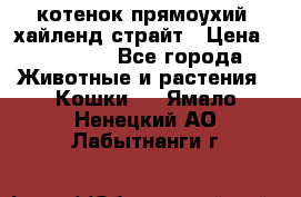 котенок прямоухий  хайленд страйт › Цена ­ 10 000 - Все города Животные и растения » Кошки   . Ямало-Ненецкий АО,Лабытнанги г.